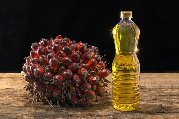 Palm oil sitting next to a palm plant on a wooden countertop.