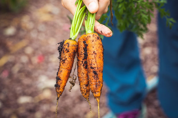 Person holding freshly picked carrots in their hand.